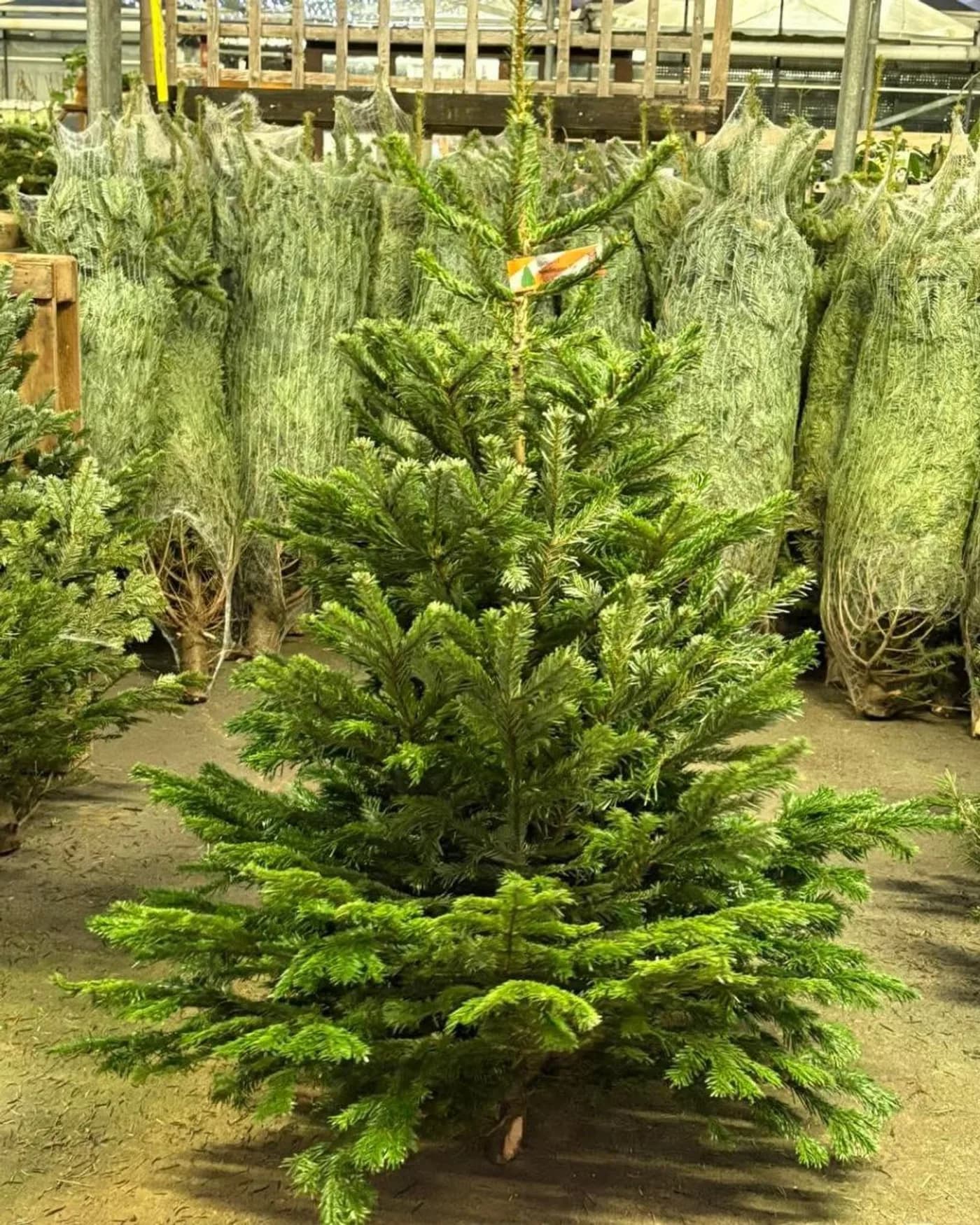 Artificial Christmas Trees Pallet, 50 Trees — full lot photo